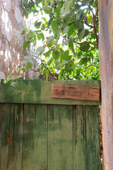 Colorful plants in a Mediterranean garden. Selective focus.