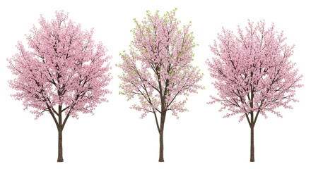 Naklejka premium Isolated Cherry Blossom Trees