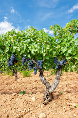 Cannonau grapes. Plants in the rows of a vineyard with bunches of ripe black grapes hanging from...