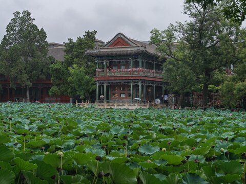Ancient Lotus Pond in Baoding, Hebei, China