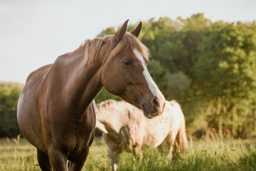 Naklejka premium Cheval et poney au pré