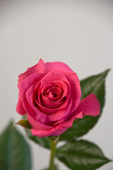 ピンクのばら