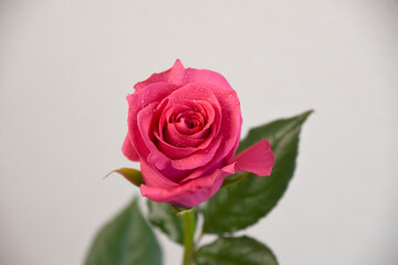 ピンクのばら