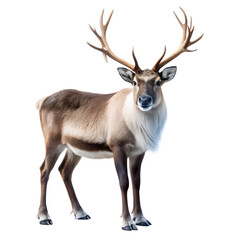 Reindeer for christmas. Animal isolated on transparent background, Png