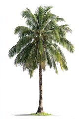 Obraz premium Tree background isolated plant.