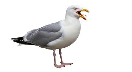 Fototapeta premium Isolated Seagull Calling Out