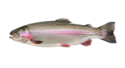 Isolated Rainbow Trout