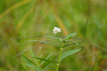 Close-up of the tiny white flower on Alligator weed against a blurred background