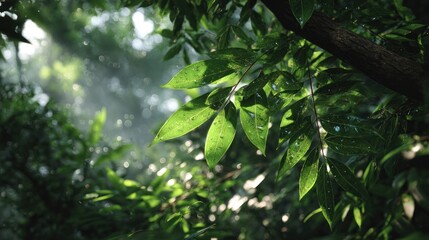 Obraz premium Sunlight filtering through lush foliage in a tranquil forest setting