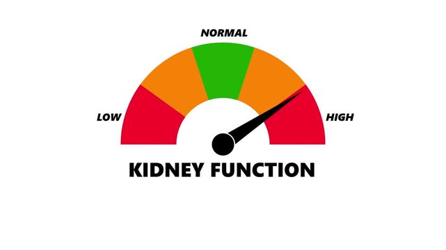 Animated kidney function meter decreasing from normal to low level, ideal for concepts related to poor kidney function, chronic kidney disease and dialysis
