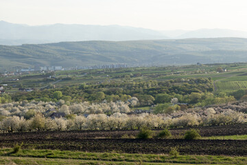 Spring above Cluj