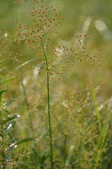 Close-Up of Wild Grass with Reddish-Brown Seed Heads Against Soft Green Meadow Background
