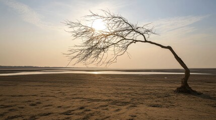 Resilient tree silhouette against tranquil sunset on a barren landscape reflecting light