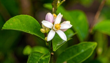 Fototapeta premium Delicate citrus blossom unfolding with vibrant green foliage around it