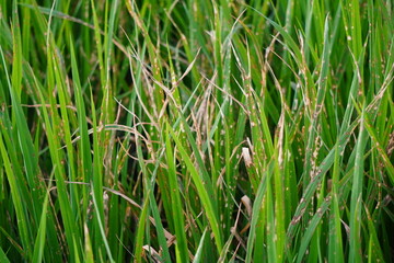The rice plants exhibiting symptoms of Bacterial Leaf Blight
