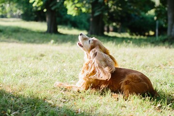 English cocker spaniel lying on grass and barking in park