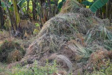 A pile of vetiver grass after harvesting
