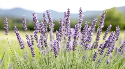 Naklejka premium Close up of lavender flowers in bloom, showcasing vibrant purple hues and lush green stems