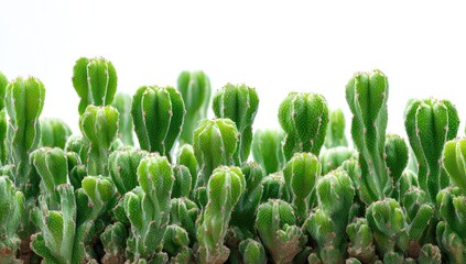 Close-up of a cluster of small, vibrant green cacti