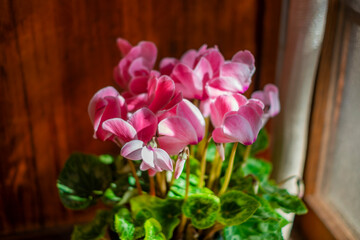 シクラメンの鉢植え