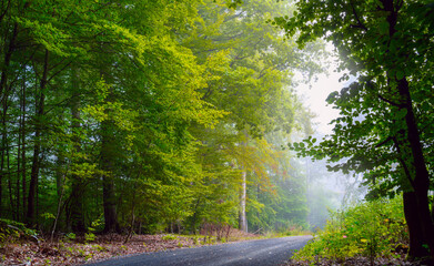 Fototapeta premium Forststraße im Nebel , Wald am Morgen