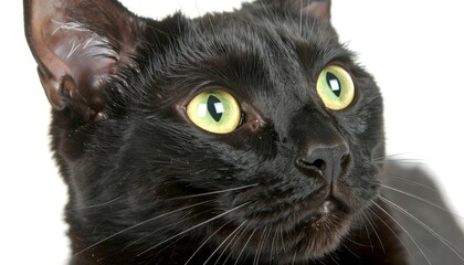 Close-up portrait of a sleek black cat with striking green eyes on white