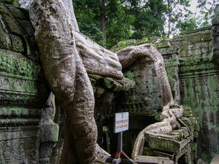 Angkor Wat: The Giant Trees of Ta Prohm 2003