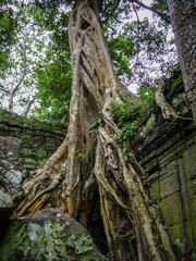 Angkor Wat: The Giant Trees of Ta Prohm 2003