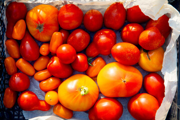Delicious red and orange tomatoes on summer market tray. Fresh organic vegetables from agriculture farm. Natural healthy food background concept.