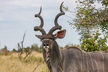 South Africa, Kruger National Park, Greater Kudu (Tragelaphus strepsiceros), male