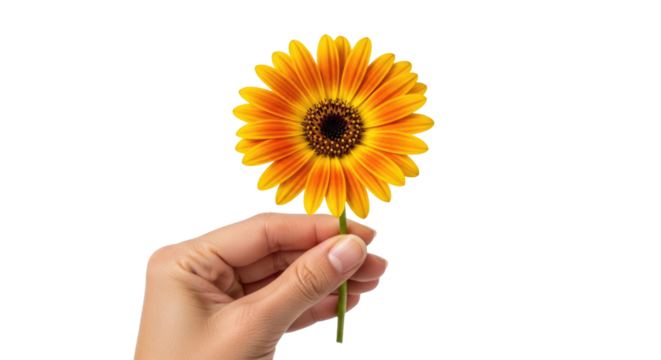 a single sunflower offered natures warmth, simple joy, a heartfelt gift, isolated on transparent background