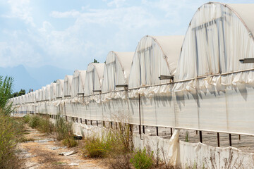 Multiple Greenhouses in a Row