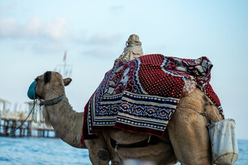 Naklejka premium Camel with Blanket and Head Covering Near Water