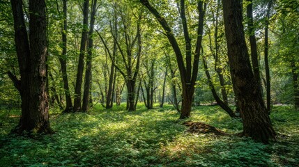 Naklejka premium Forest scene sunlight lush trees