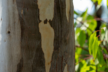 Tree Trunk Bark Close-Up
