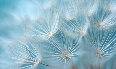 Close-up of dandelion seeds (1)