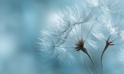 Delicate dandelion seeds against a soft teal background
