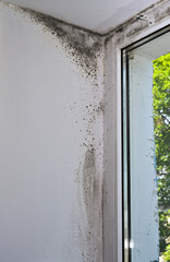 Mold on the plastic window.