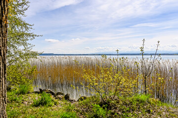 Obraz premium Cortaillod, Petit Cortaillod, Neuenburgersee, See, Seeufer, Schilf, Wasservögel, Naturschutz, Uferweg, Alpenpanorama, Seerundfahrt, Neuenburg, Frühling, Schweiz