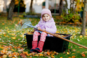 Little toddler girl working with rake in autumn garden or park. Adorable happy healthy child having...