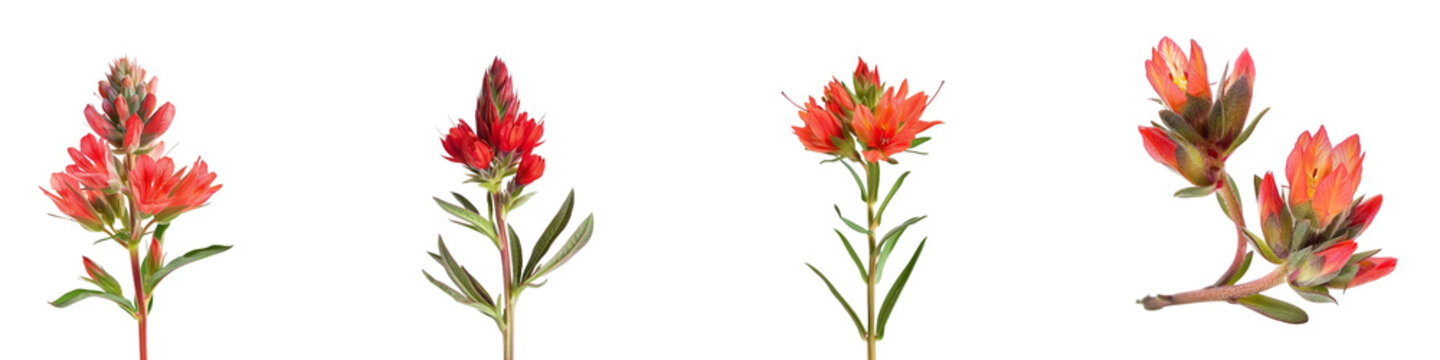 Beautiful Indian paintbrush wildflowers in various stages of bloom on transparent background 