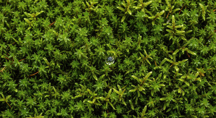 Close up of a vibrant green moss with a single water droplet.