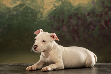 american staffordshire terrier puppy on abstract background