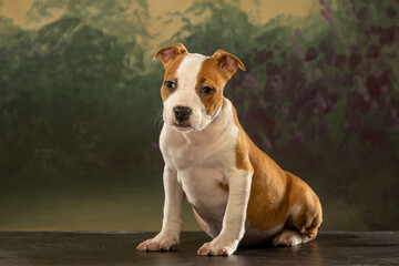 american staffordshire terrier puppy on abstract background