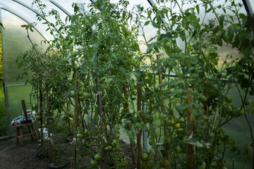 View inside greenhouse with rows of green plants and open door leading to sunny garden. Concept of organic farming, gardening, and sustainable agriculture. Symbol of eco lifestyle, homegrown