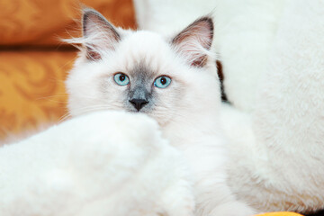 Fototapeta premium A cute Neva Masquerade kitten plays on the sofa.