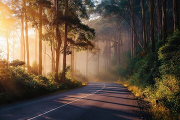 Scenic route winding through misty woods bathed in warm sunlight, creating a magical atmosphere during sunrise