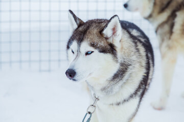 Beautiful Siberian Husky dog with blue eyes in a snowy village.