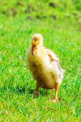 Funny cute little goose in green grass outdoors.