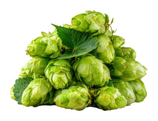 Obraz premium Harvesting fresh hops brewery ingredient showcase natural isolated on transparent background